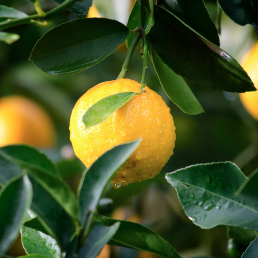 Aroma Lemon